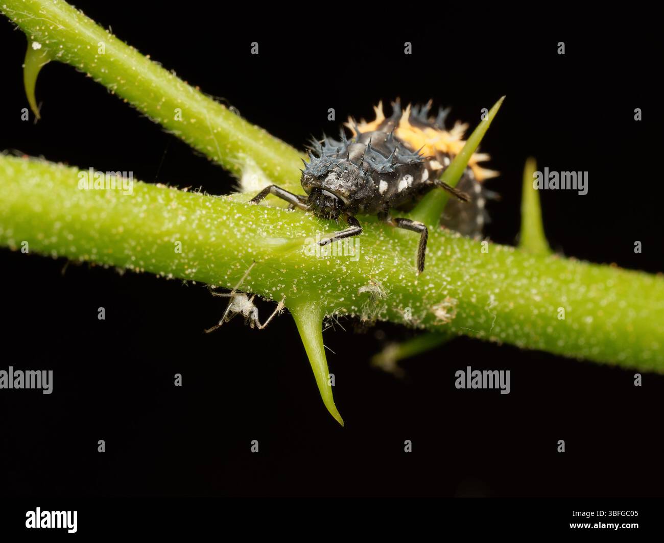 Larva of harlequin ladybird (Harmonia axyridis) hanging under a green leaf, close-up macro photograph, Meudon, France. Stock Photo