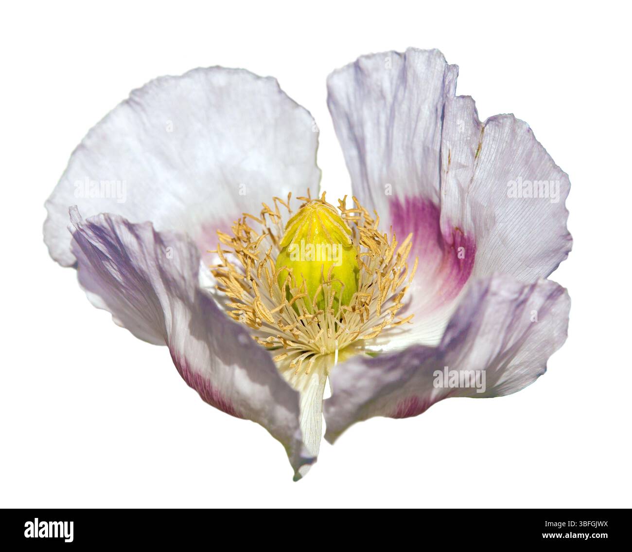 Pistil poppy papaver detail flower hi-res stock photography and images ...