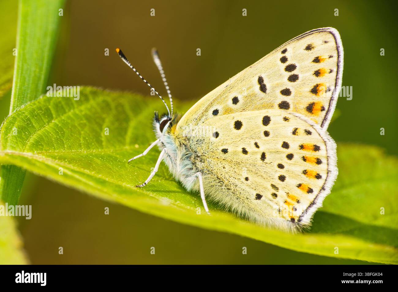 Lycaena tityrus Family Lycaenidae Genus Lycaena Sooty Copper butterfly ...