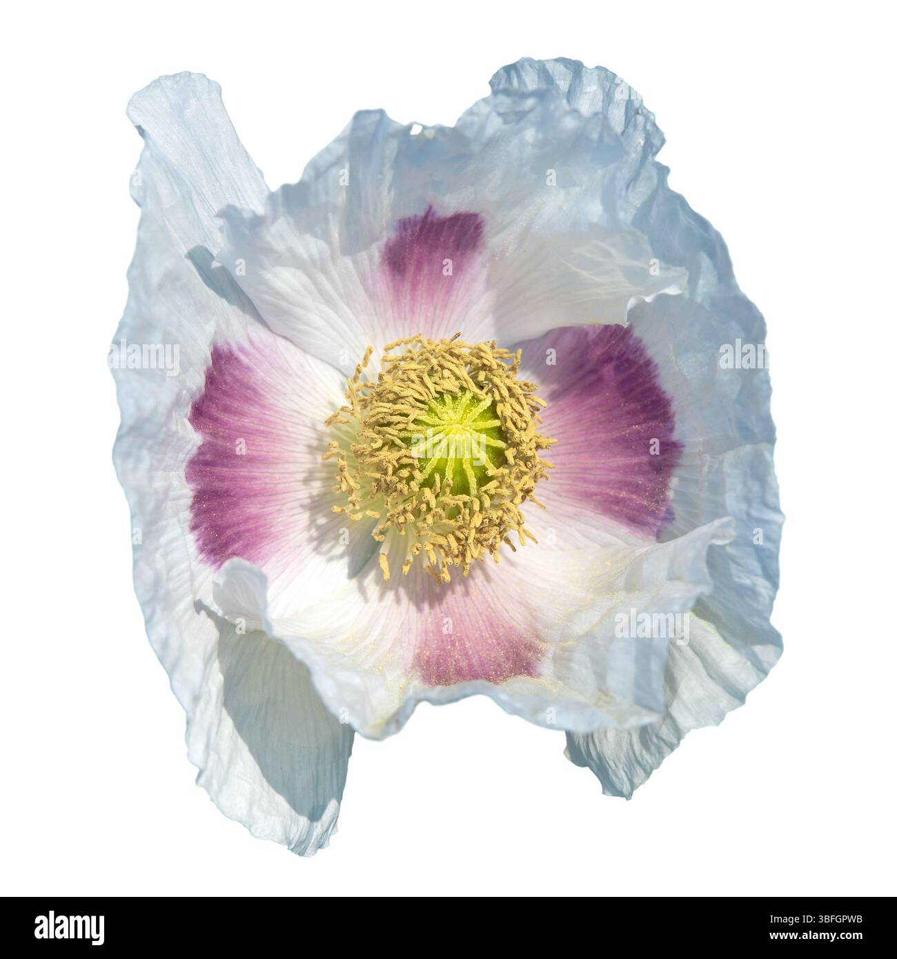 Pistil poppy papaver detail flower hi-res stock photography and images ...