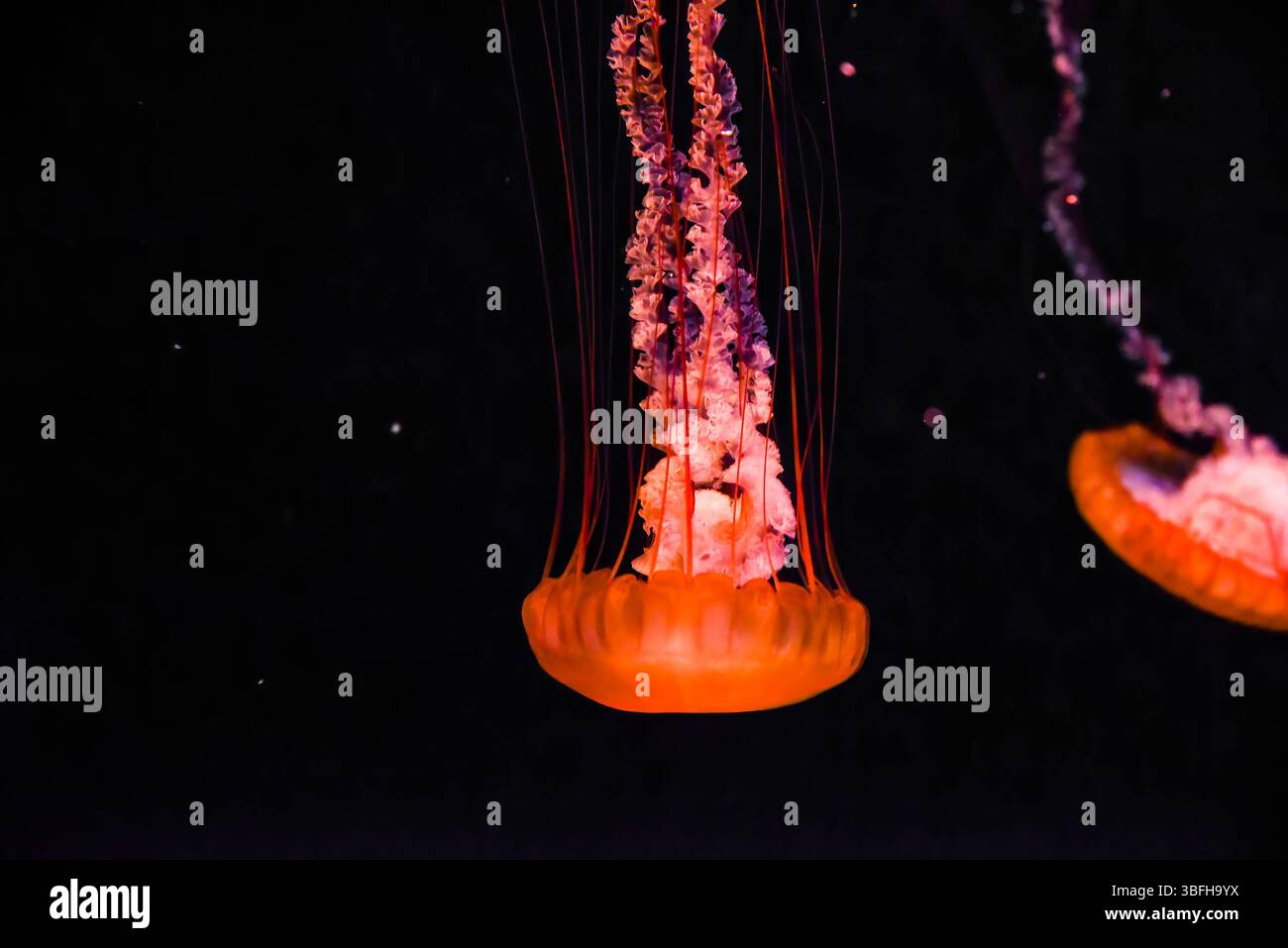 Pacific sea nettle jellyfish (Chrysaora fuscescens) glows orange under water in a dark aquarium, showcasing its trailing tentacles. Stock Photo