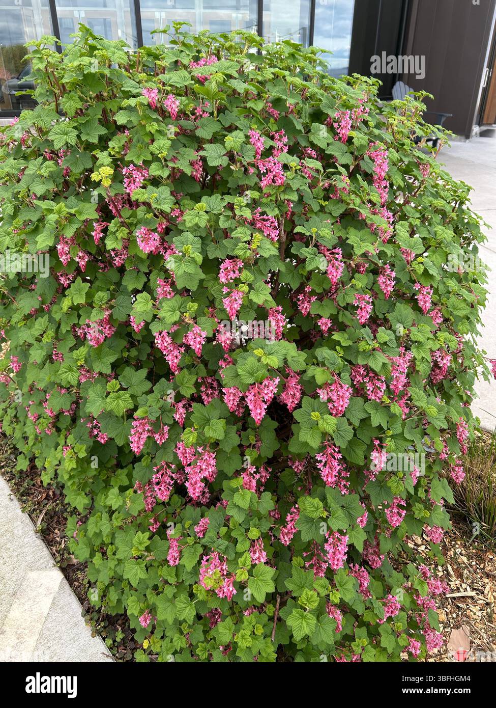 Red flowering currant (Ribes sanguineum) in spring with clusters of pink flowers. Deciduous ornamental shrub native to PNW, often used in landscaping. - Smartphone Captured Stock Image