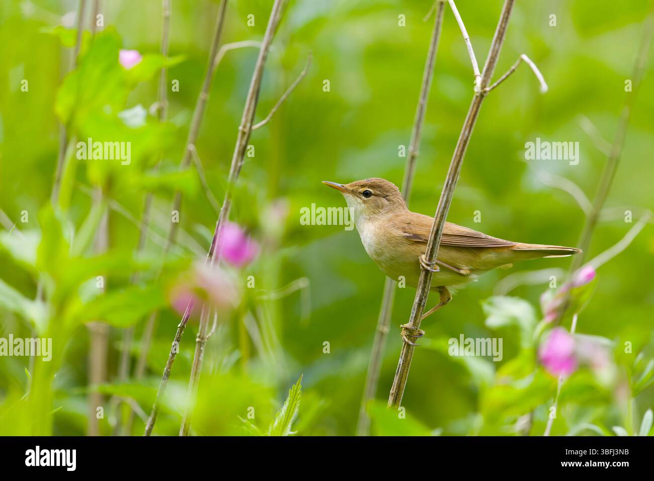 Reed warbler Acrocephalus scirpaceus, adult male perched among vegetation, Suffolk, England, May Stock Photo