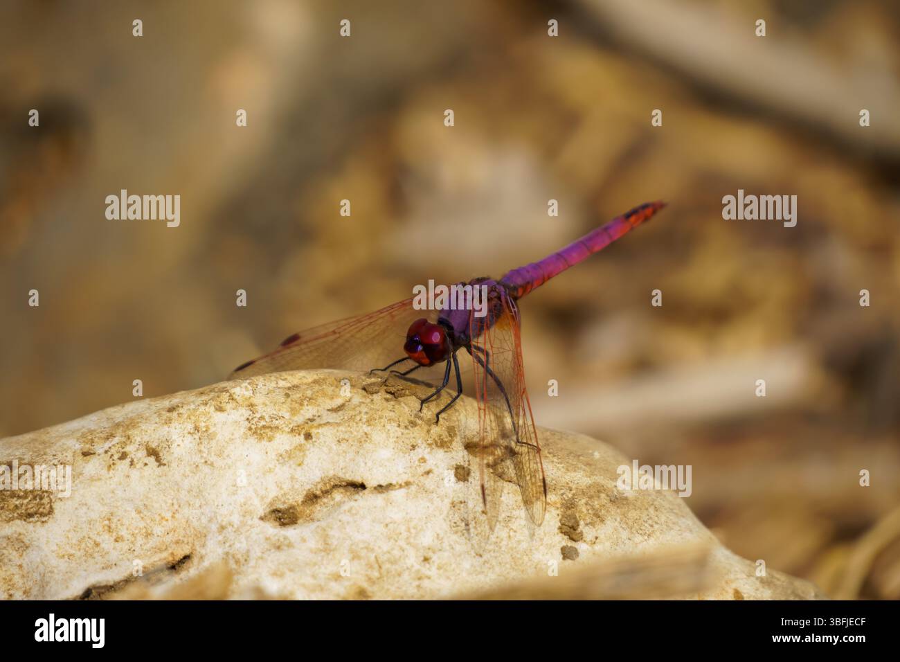 Violet Dropwing Dragonfly Perched in park Stock Photo