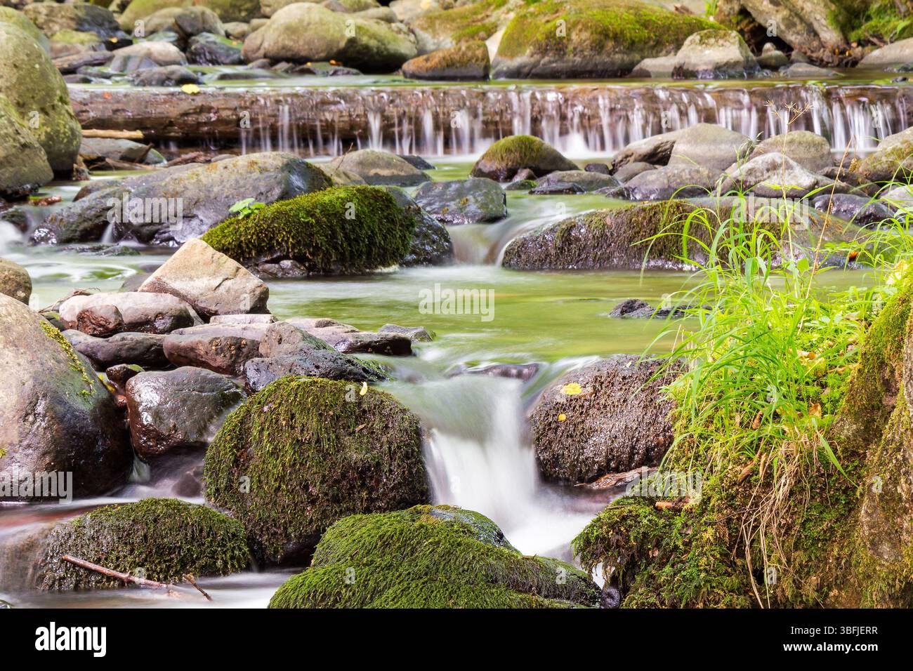 brook in the green forest. rushing rapids. water flows among mossy stones and trees. beautiful parks and outdoors nature background in summer. stunnin Stock Photo