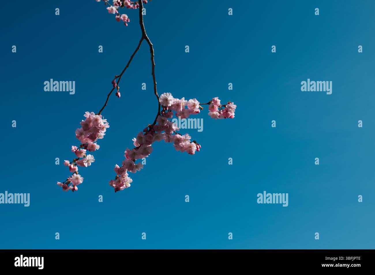 Blue blossoms set hi-res stock photography and images - Alamy
