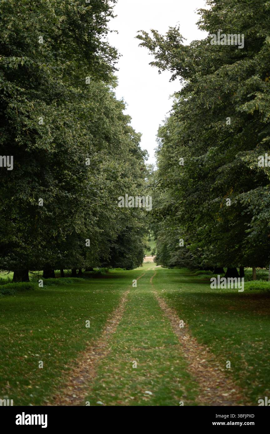 Path in the alley among tall trees. Stock Photo
