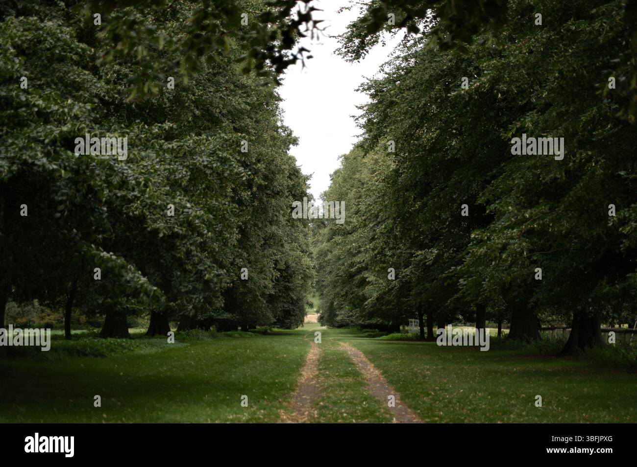 Path in the park among trees. Stock Photo