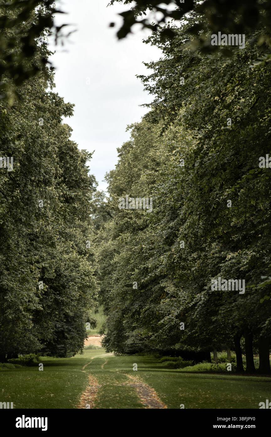 Path in the park among tall trees. Stock Photo