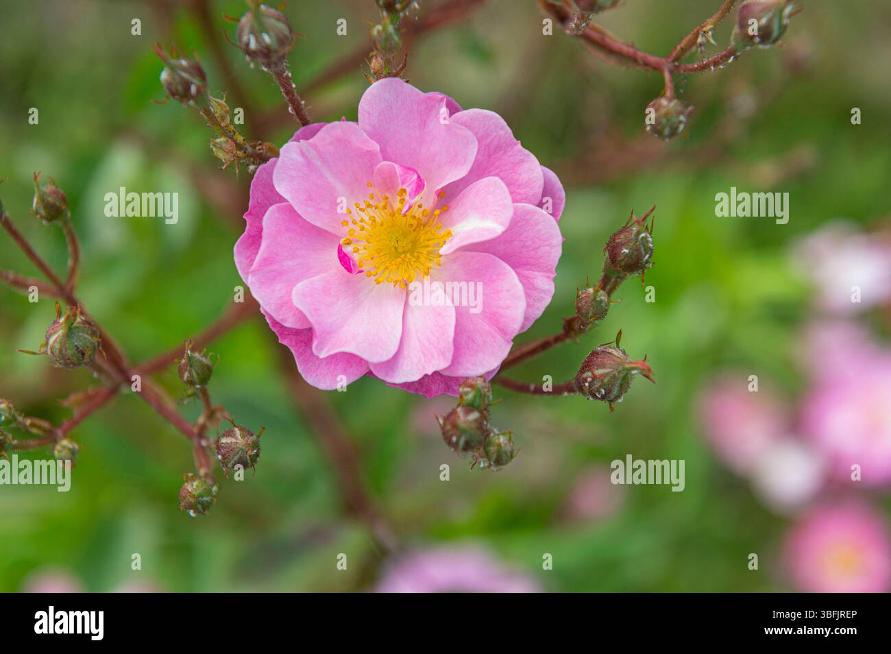 General stock - gardening. Rosa - rose with open blooms. Rose cultivars ...