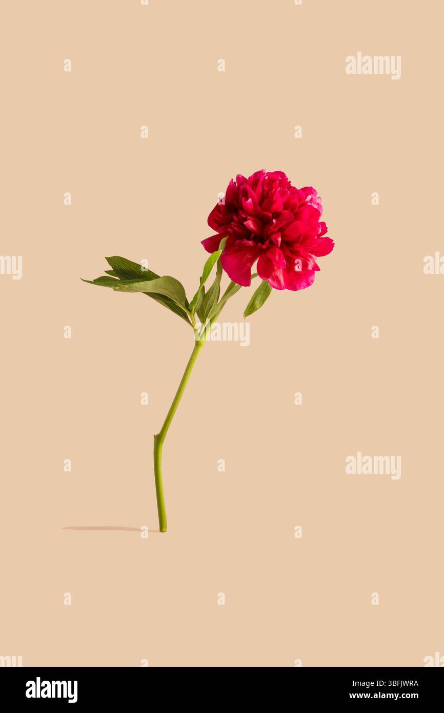 One red peony flower isolated Stock Photo