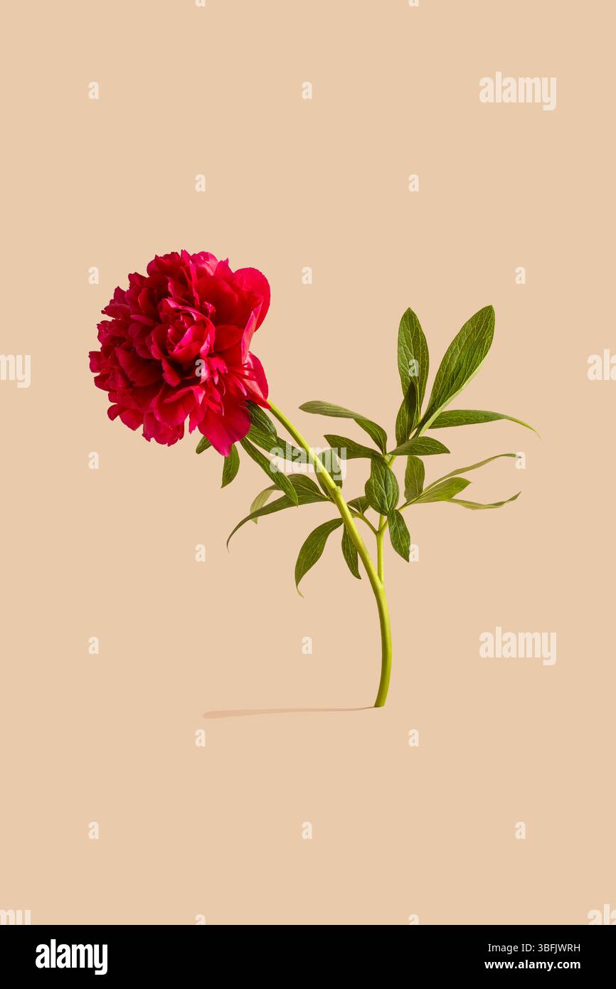 One blooming red peony flower Stock Photo