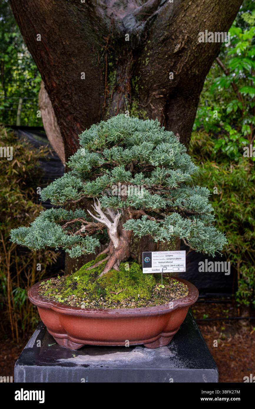 dünger für bonsai ficus ProviPlant Bonsai-Dünger: Für Indoor- & Outdoor Bonsai-Bäume main image 1