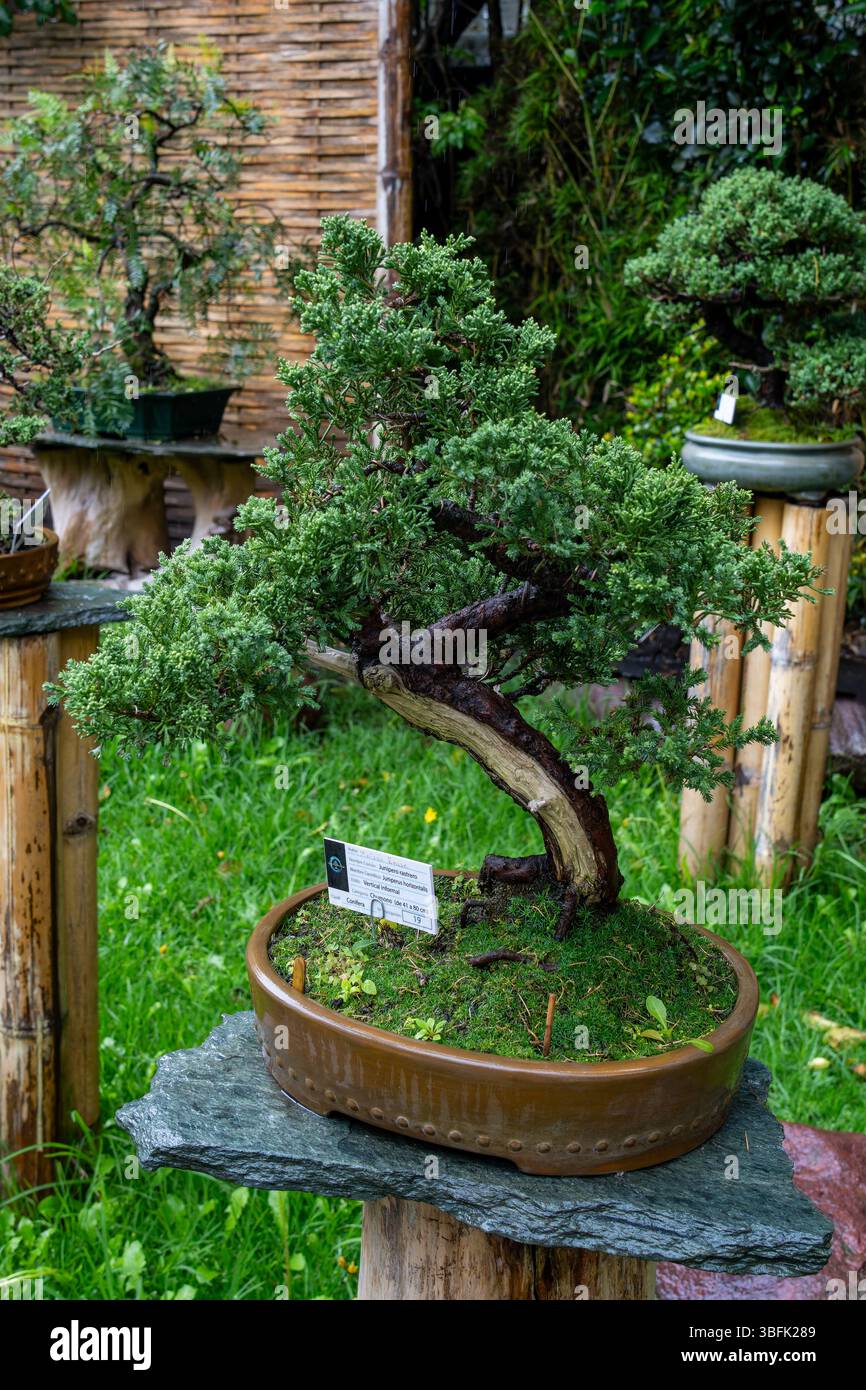 Bonsai outside hi-res stock photography and images - Alamy