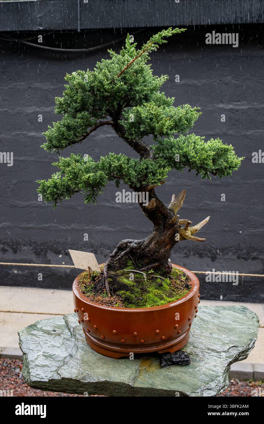 tarzan dracaena Dracaena, 10in, Tarzan Staggered