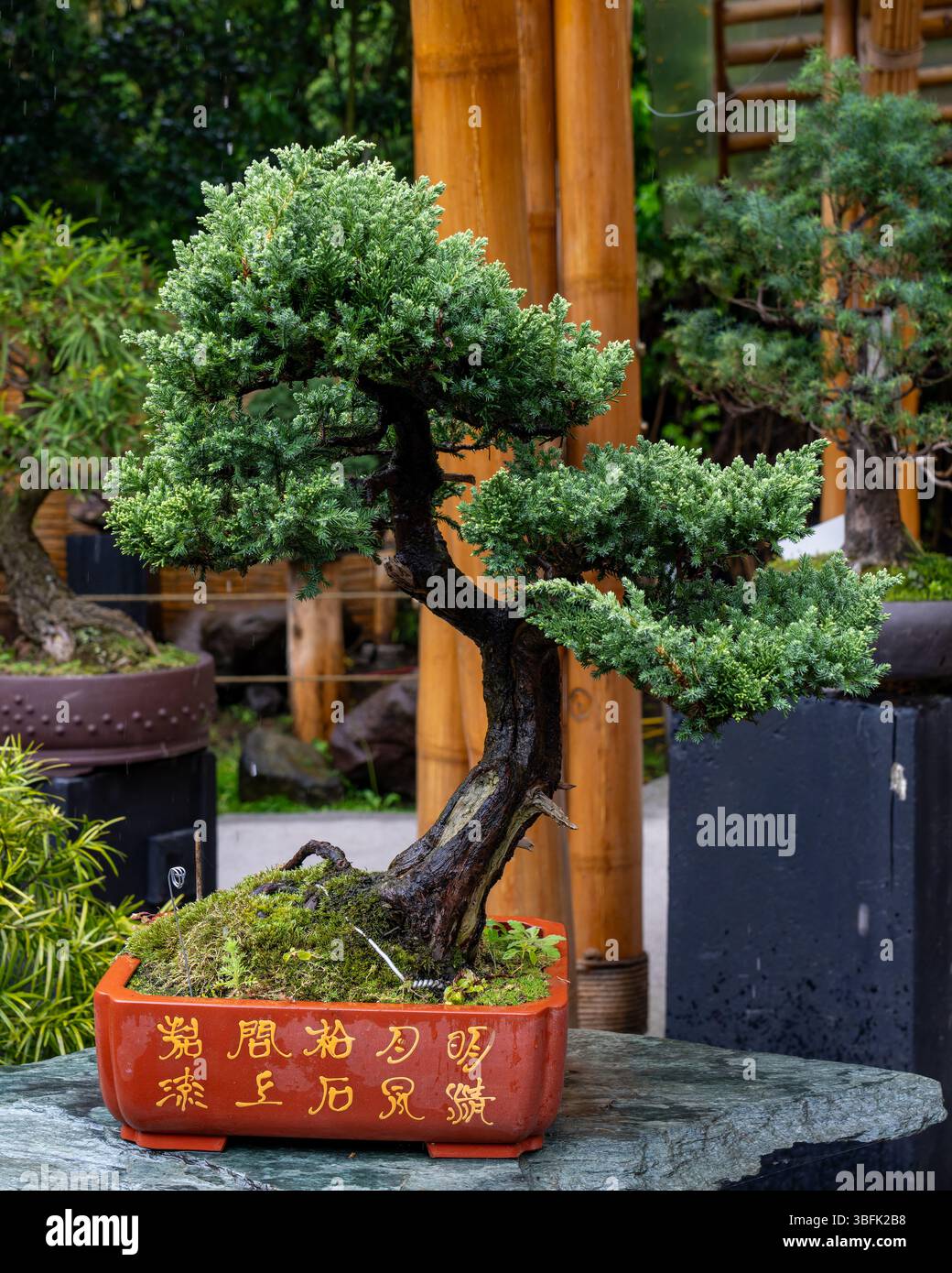 Juniper bonsai hi-res stock photography and images - Page 3 - Alamy