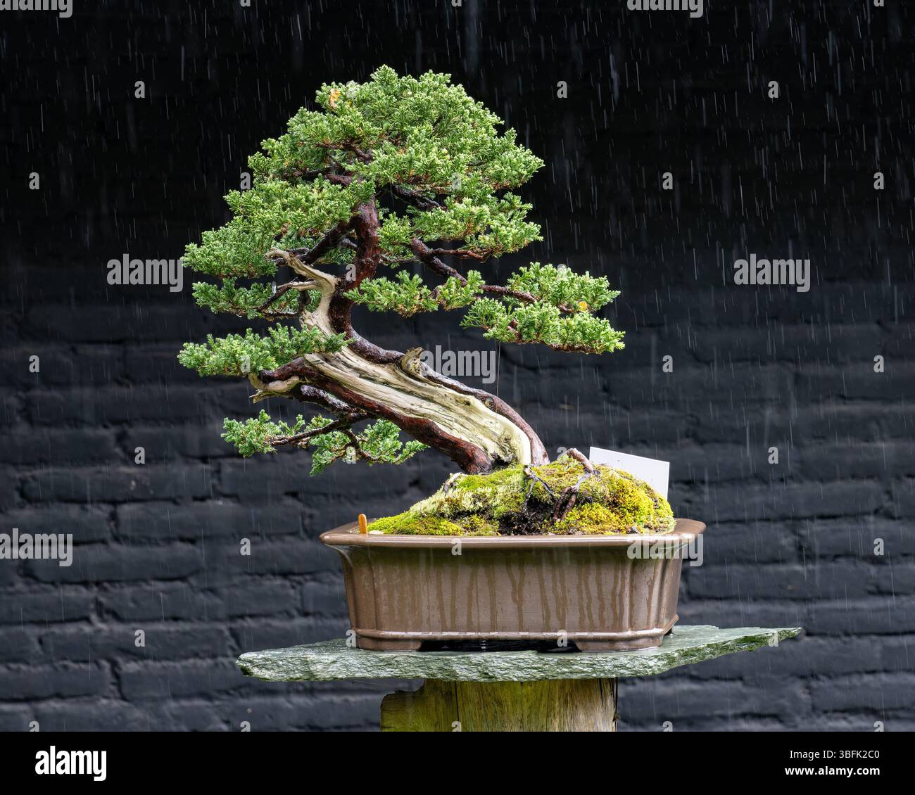 zimmerlinde bonsai Lagerstroemia Bonsai Tree main image 0