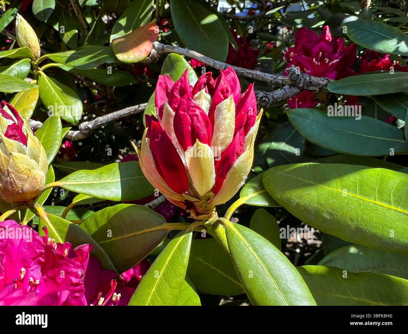 Rhododendron knospe hi-res stock photography and images - Alamy