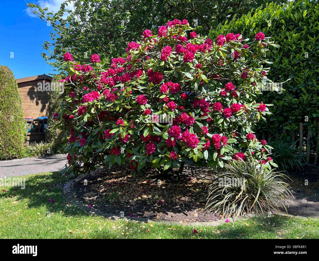 taxus baccata 60-80 cm Taxus baccata / Yew : 4L Pot : 60-80cm High (exc pot)  Top Topiary