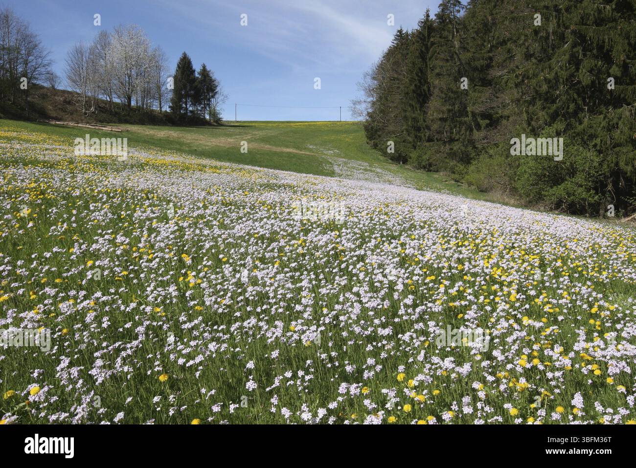 Meadowfoam (Cardamine pratensis) Allgaeu, Bavaria, Germany, Allgaeu, Bavaria, Germany, Europe Stock Photo