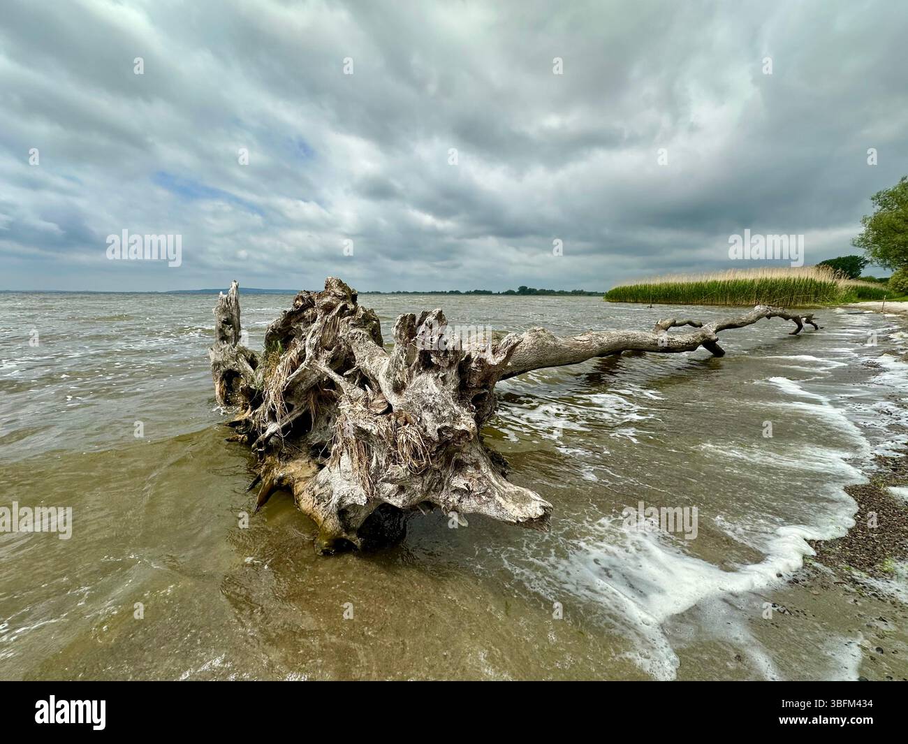 A log at a beach of the Kummerower See in Germany on a stormy spring day - Smartphone Captured Stock Image