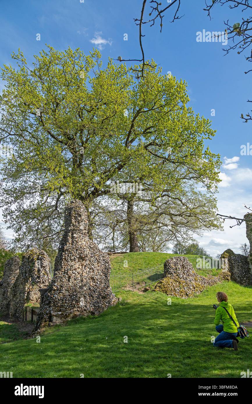 Bury Tree Woman taking photographs, ruins, tree, The Abbey of St Edmund, Bury St ...