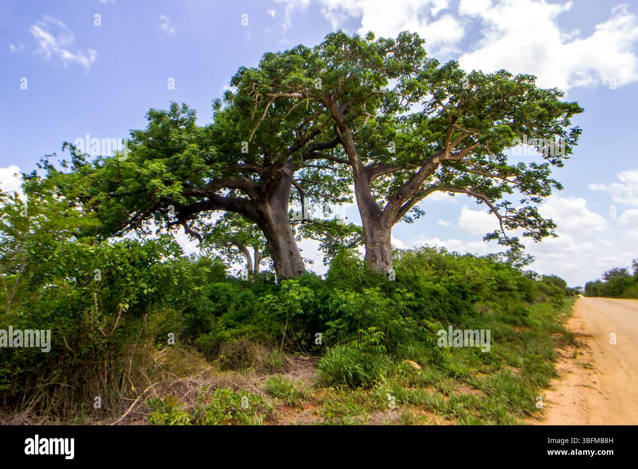 Maputo Tree Two impressive Baobab trees growing next to each other in the lush ...