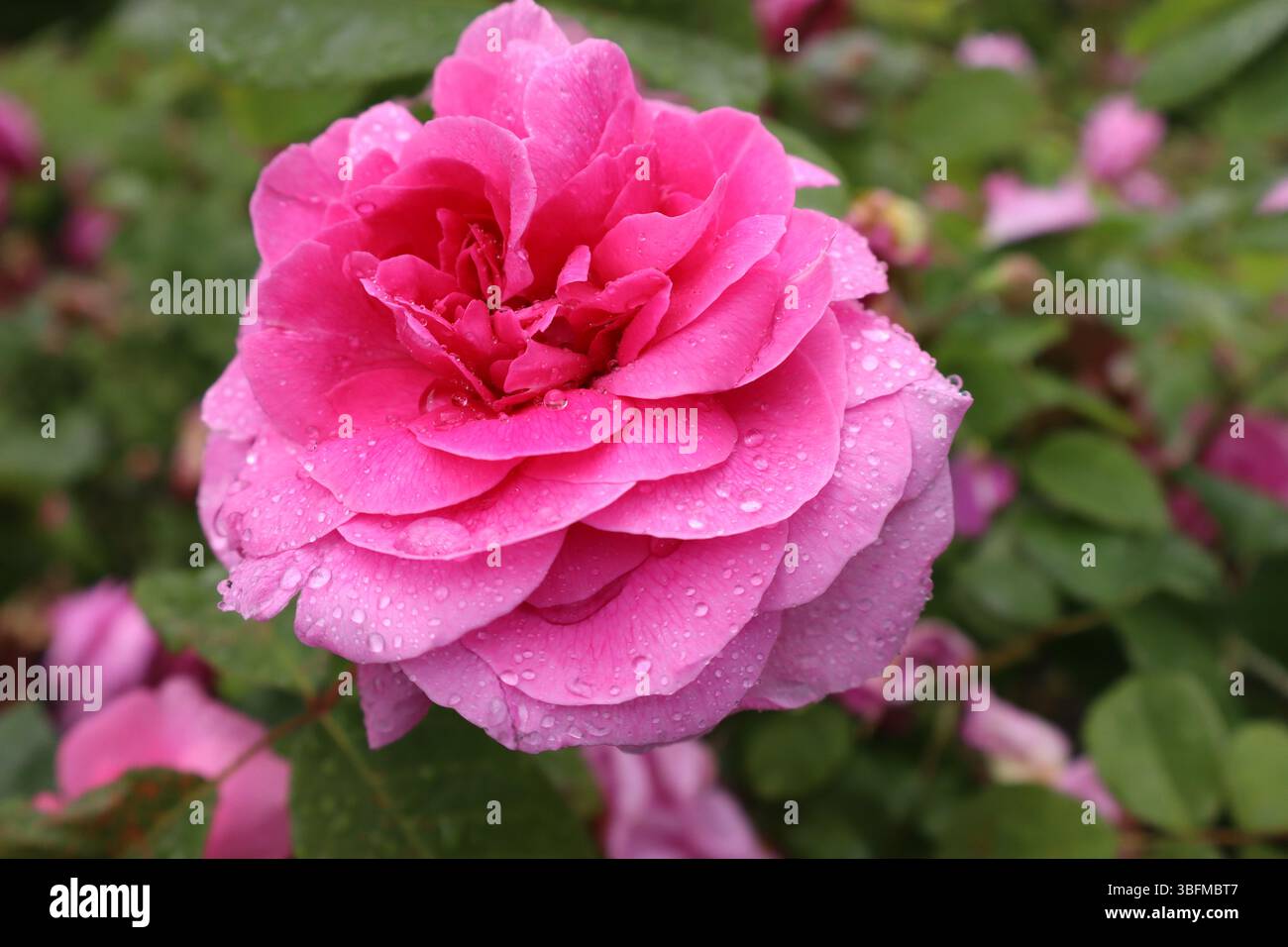 rainy full blossom pink rose in a park Stock Photo
