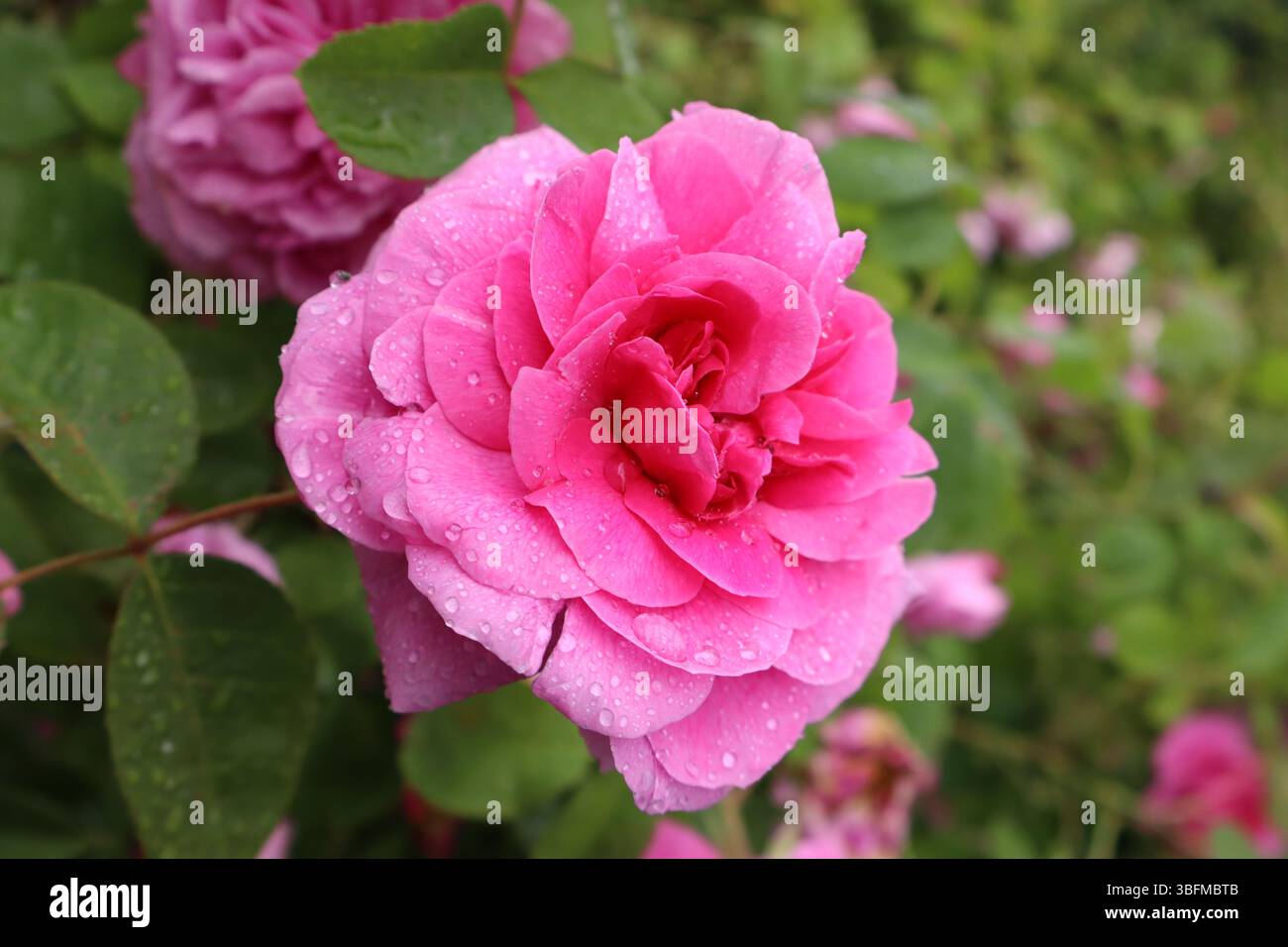 rainy full blossom pink rose in a park Stock Photo