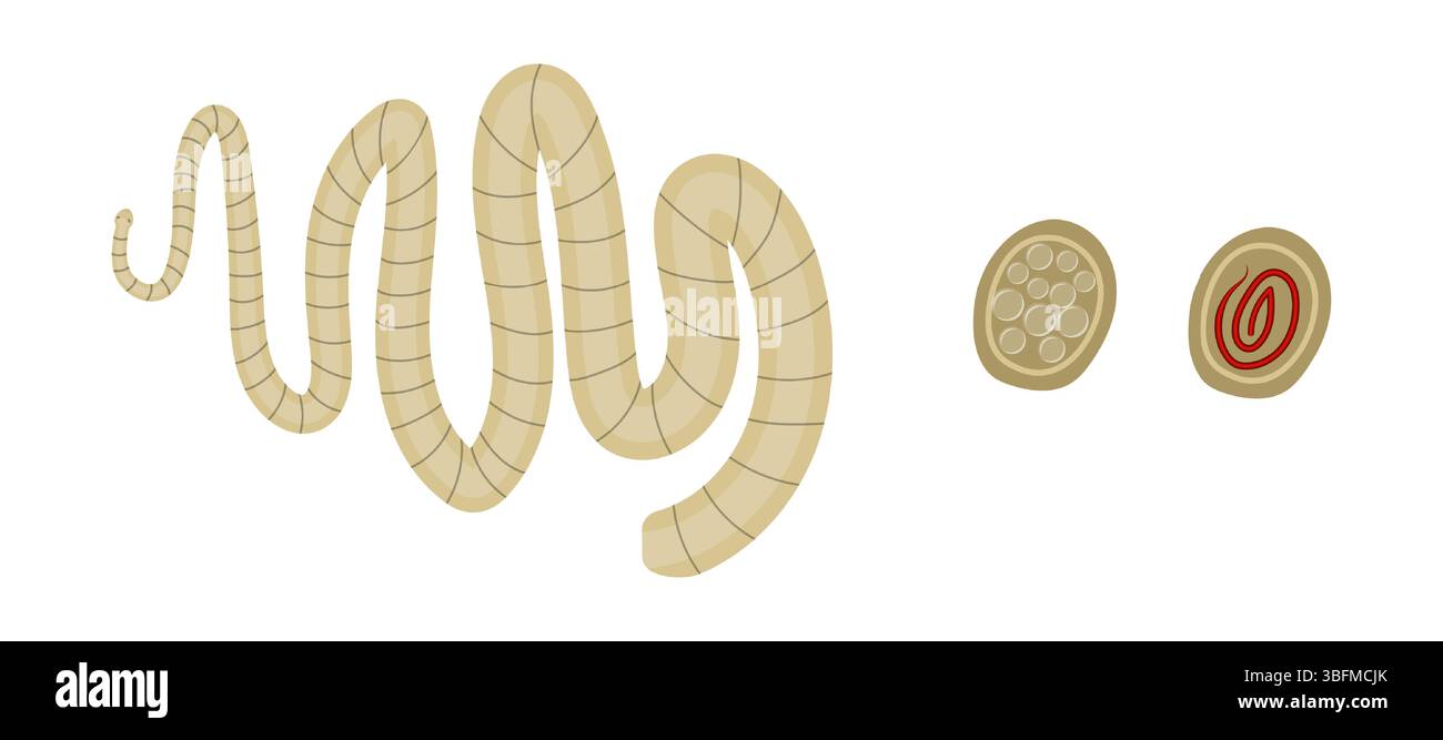 Illustration depicting a tapeworm, a parasitic flatworm inhabiting digestive tracts of animals and humans, highlighting its segmented body and eggs an Stock Vector