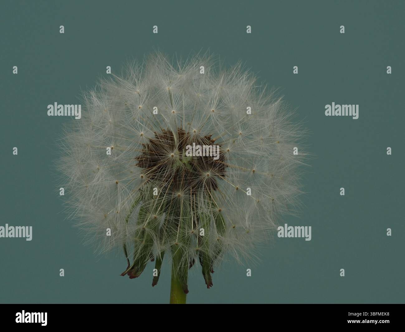 Dandelion seed head against matt blue background . Stock Photo