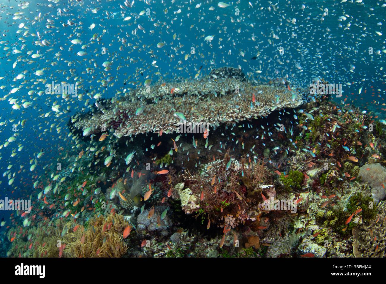 Hordes of colorful blue green chromis school above a thriving coral reef in the Pantar Strait, near the tropical island of Alor, Indonesia. Stock Photo