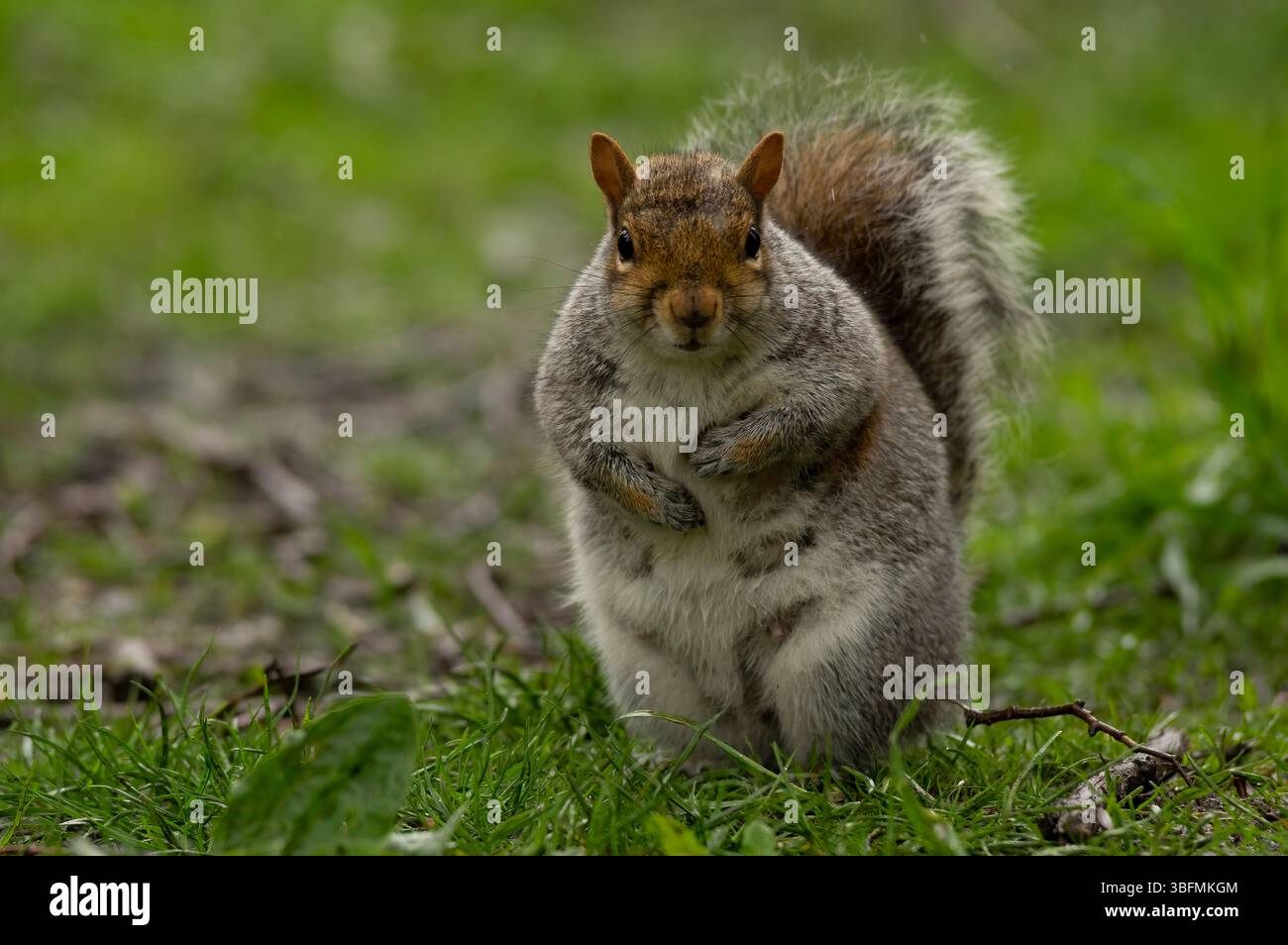 Root Squirrel Grey squirrel – Alert and agile, the grey squirrel perches on a tree ...