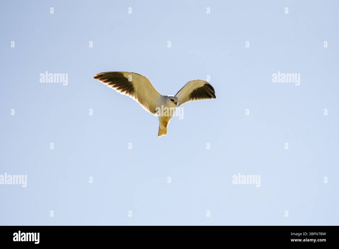 Black shouldered or Black winged Kite bird (Elanus caeruleus) hovers against blue sky showing outstretched wings and wingspan as it looks down at prey Stock Photo