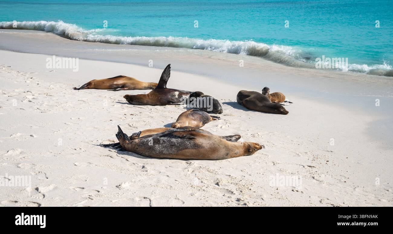 Sea Lions Resting on the Beach of Gardner Bay, Galapagos. Stock Photo