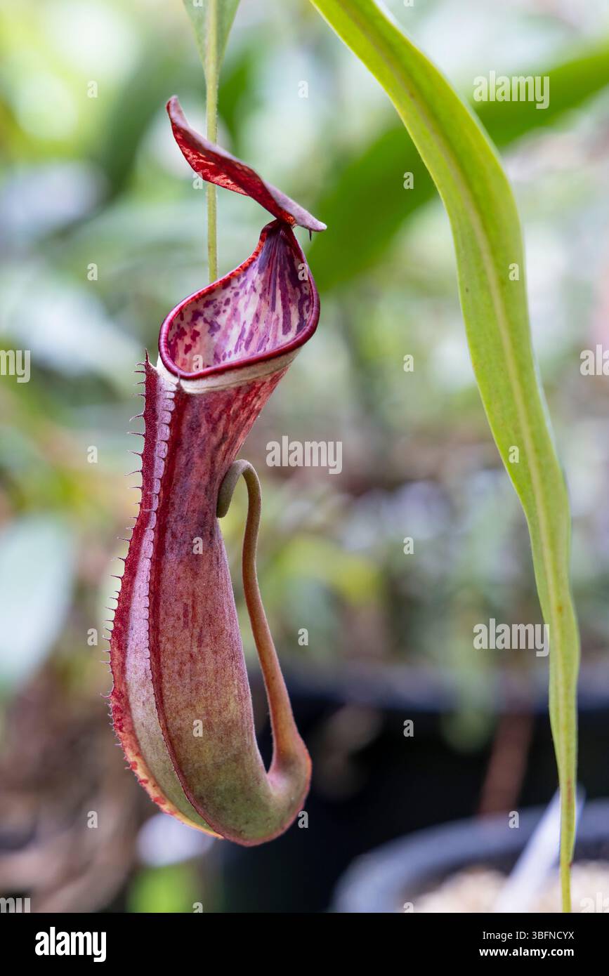 Trumpet pitcher plants hi-res stock photography and images - Alamy