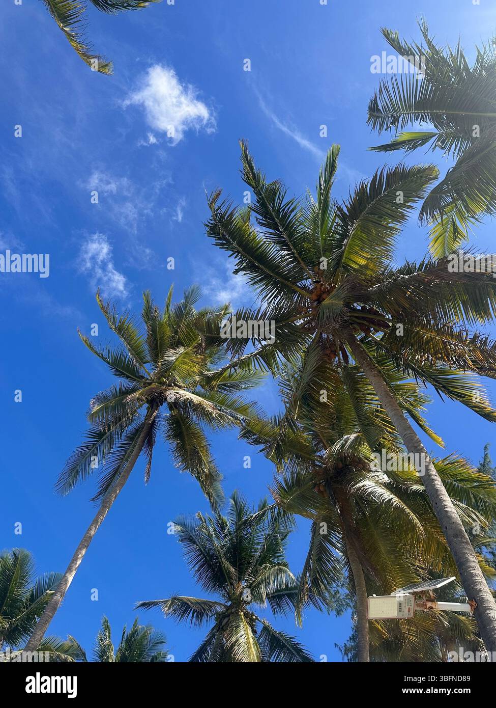 tall palm trees rocking in the wind under a big blue and clear sky - Smartphone Captured Stock Image