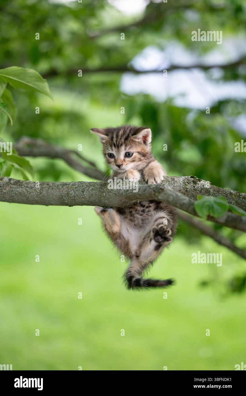 Cute tabby kitten playing in a tree in a backyard in summer Stock Photo ...