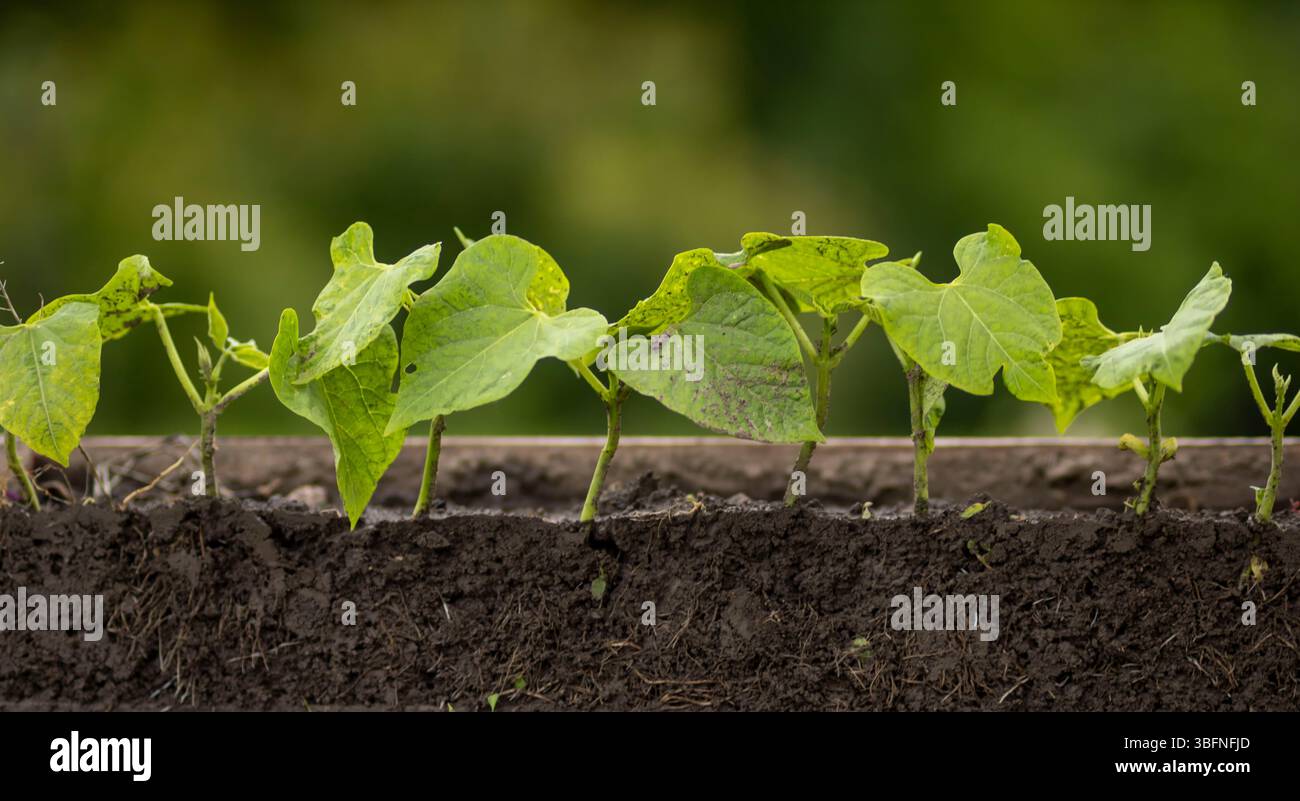 Young bean plants with roots Stock Photo - Alamy
