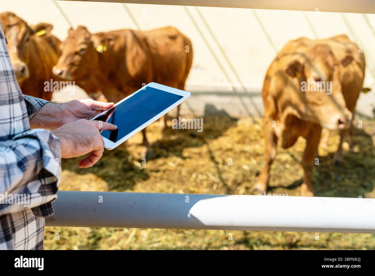 Farm  worker using a digital tablet to inspect livestock Stock Photo