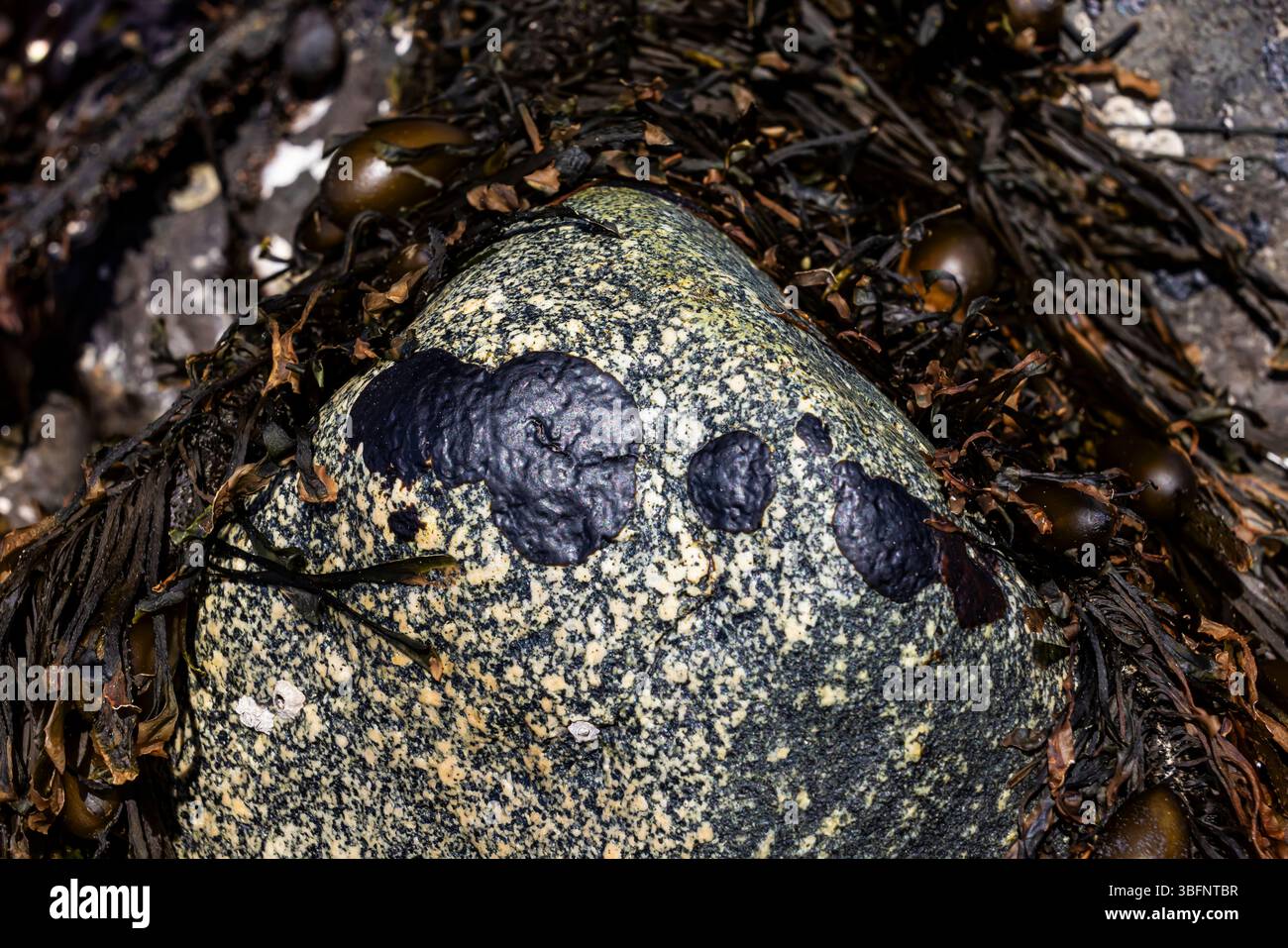 Tarspot Algae, Ralfsia pacifica, on stone in Tongue Point Marine Life Sanctuary, Strait of Juan de Fuca, Washington State, USA Stock Photo