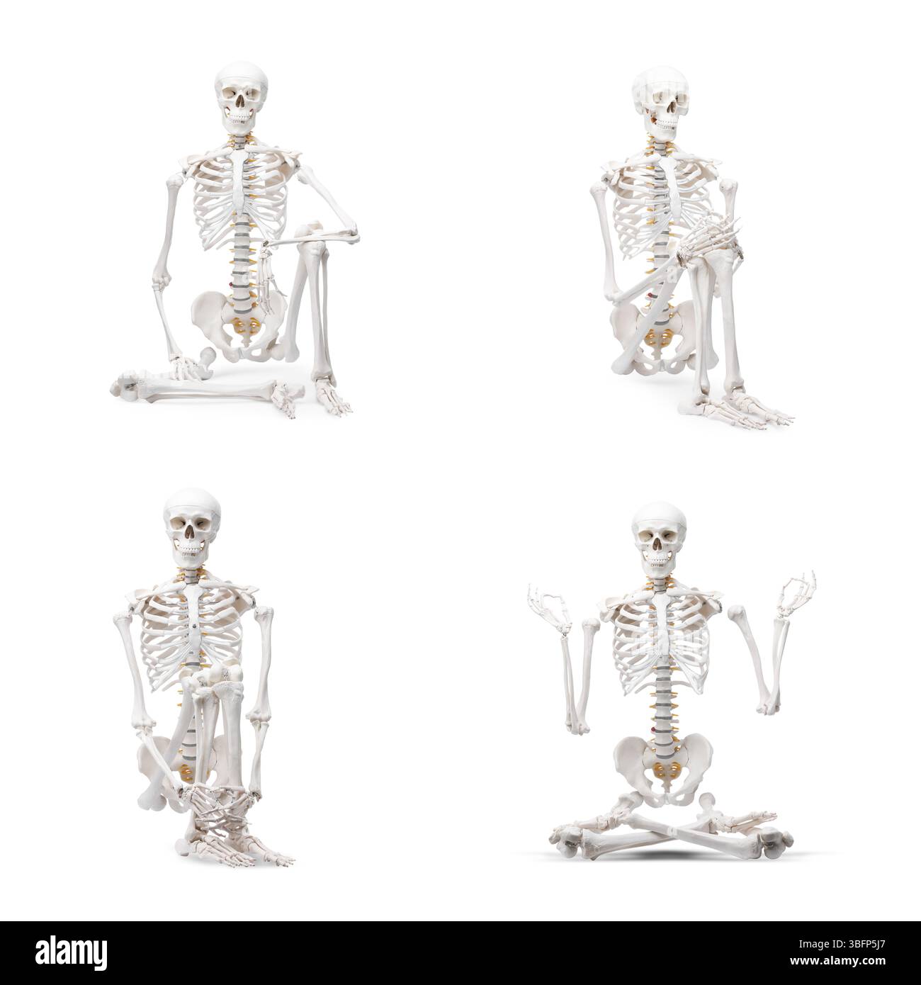 Artificial human skeleton model in different poses isolated on white ...