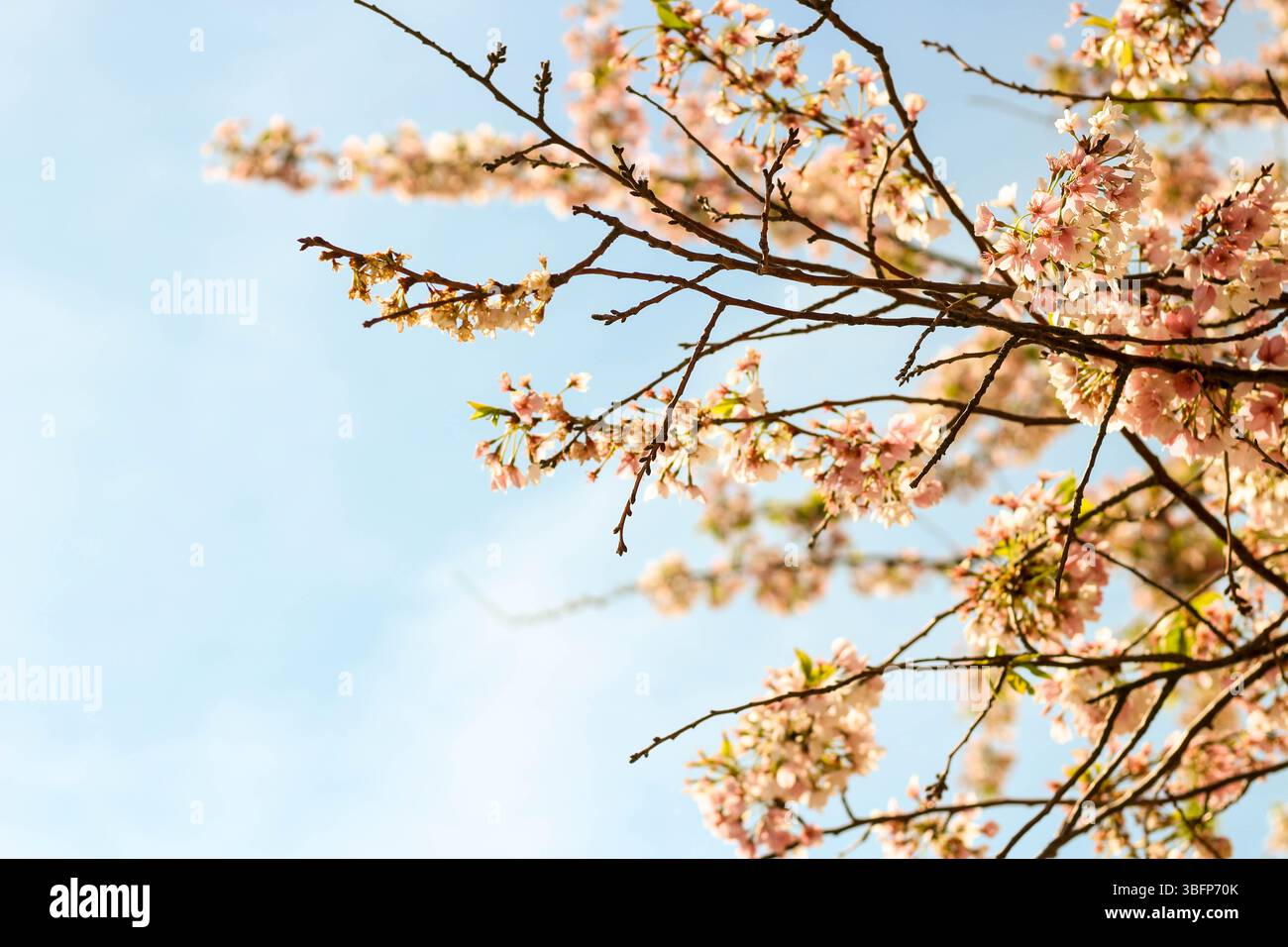 Close up of Cherry Blossoms in Clear Spring sky Stock Photo