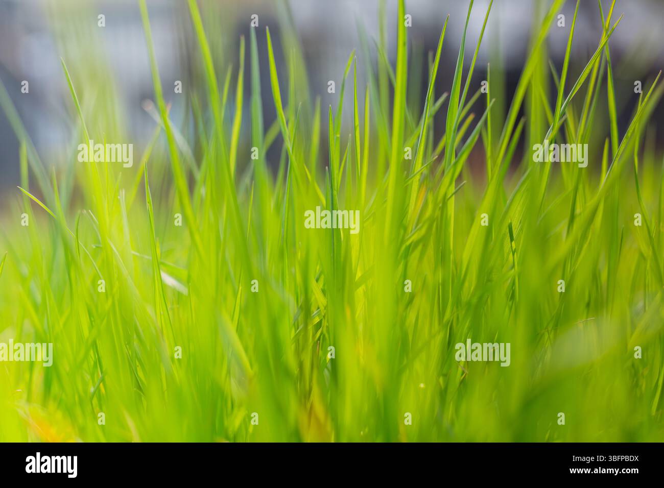 Vector background with grass hi-res stock photography and images - Alamy