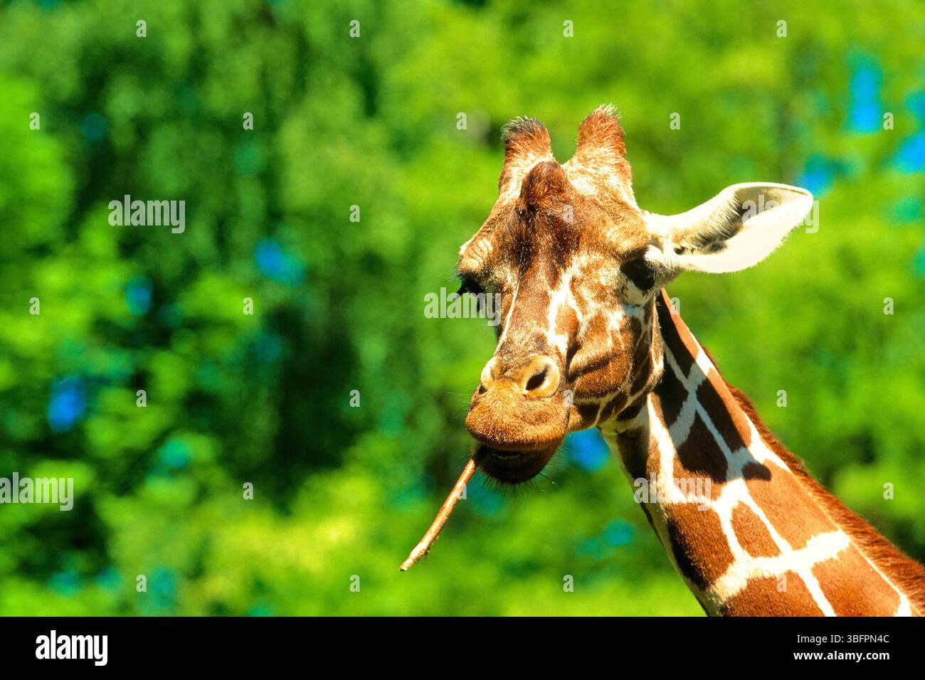 Giraffa camelo pardalis hi-res stock photography and images - Alamy