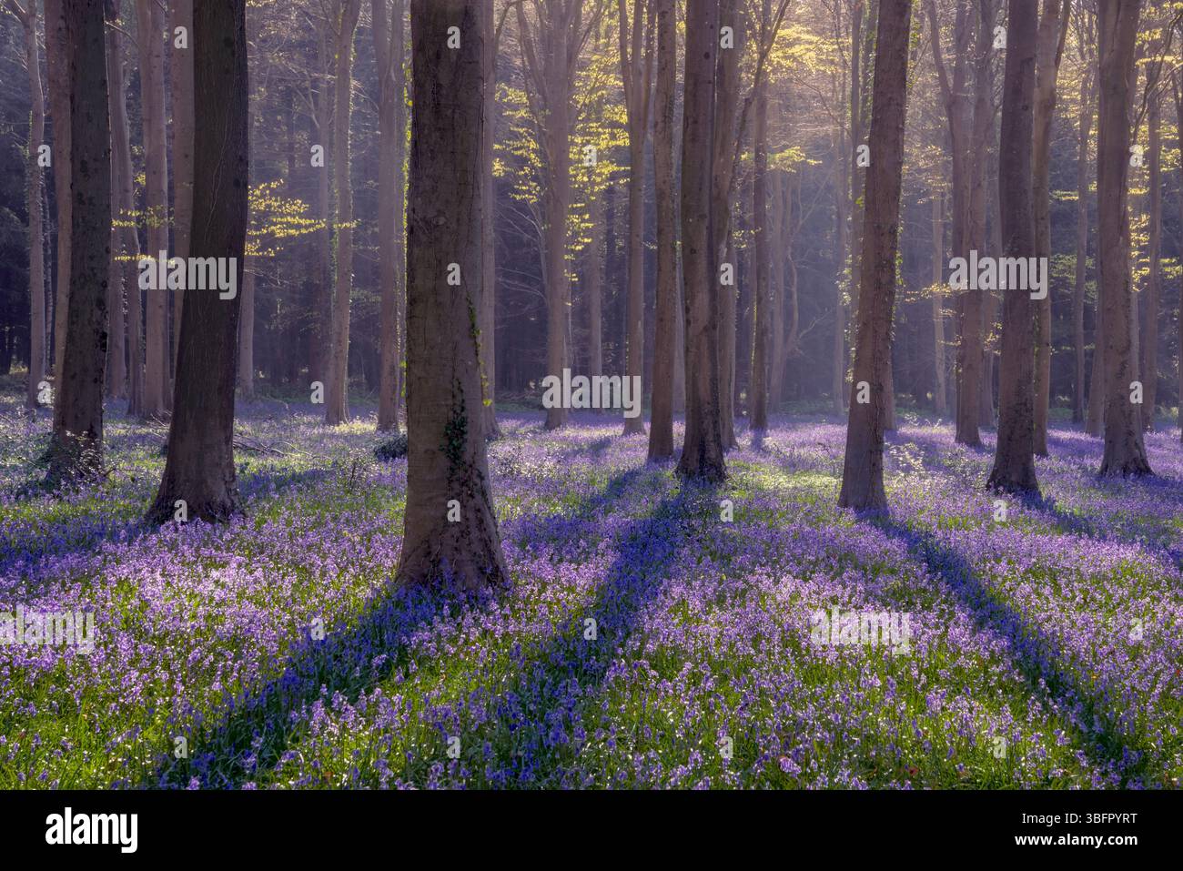 Bluebells on the South Downs Stock Photo