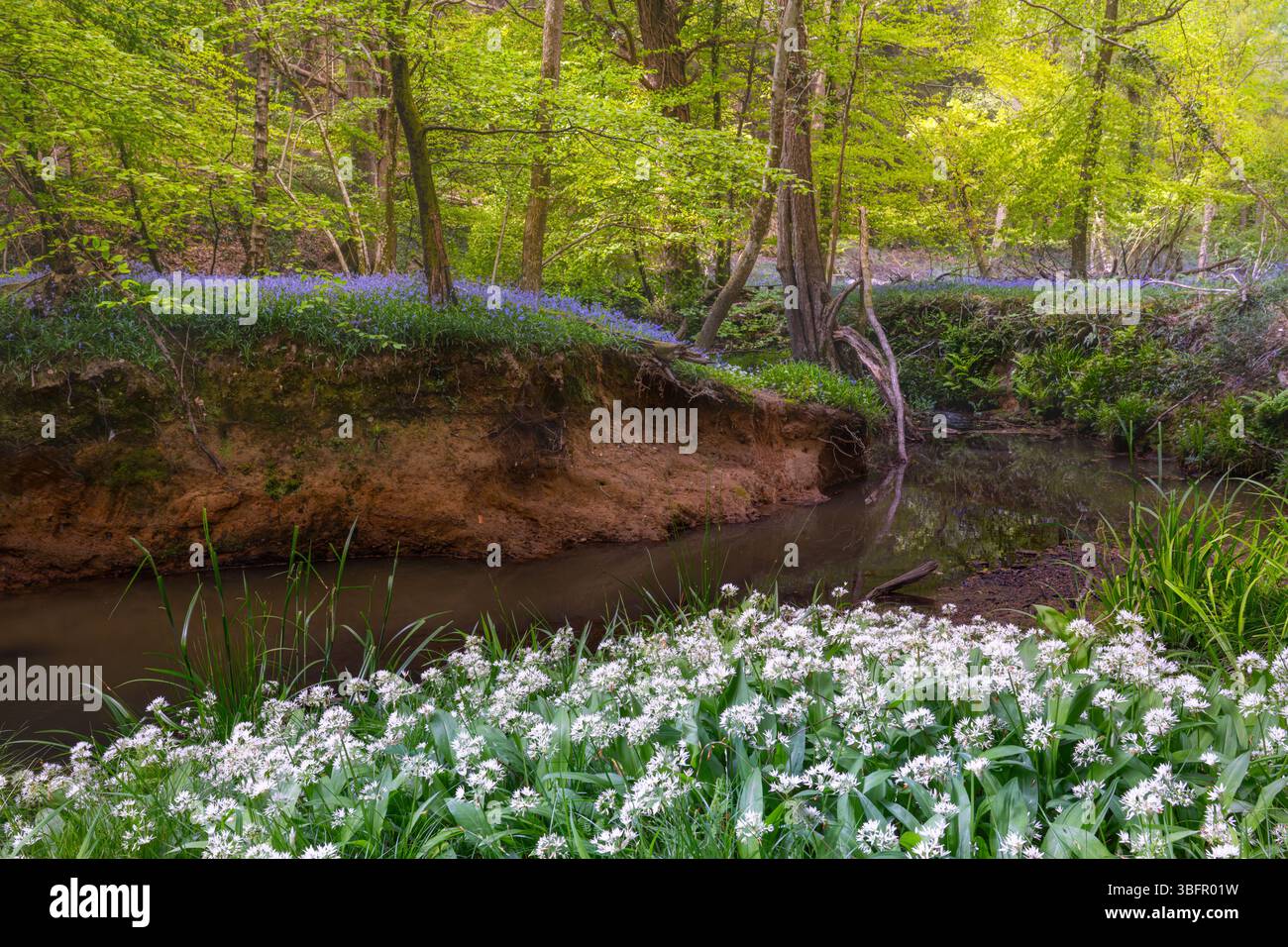 Spring in the High Weald Stock Photo