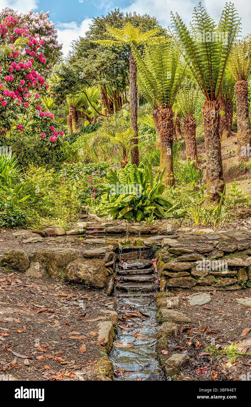 Subtropical Cascade Water Garden at the center of Trebah Garden, Cornwall, England, UK Stock Photo