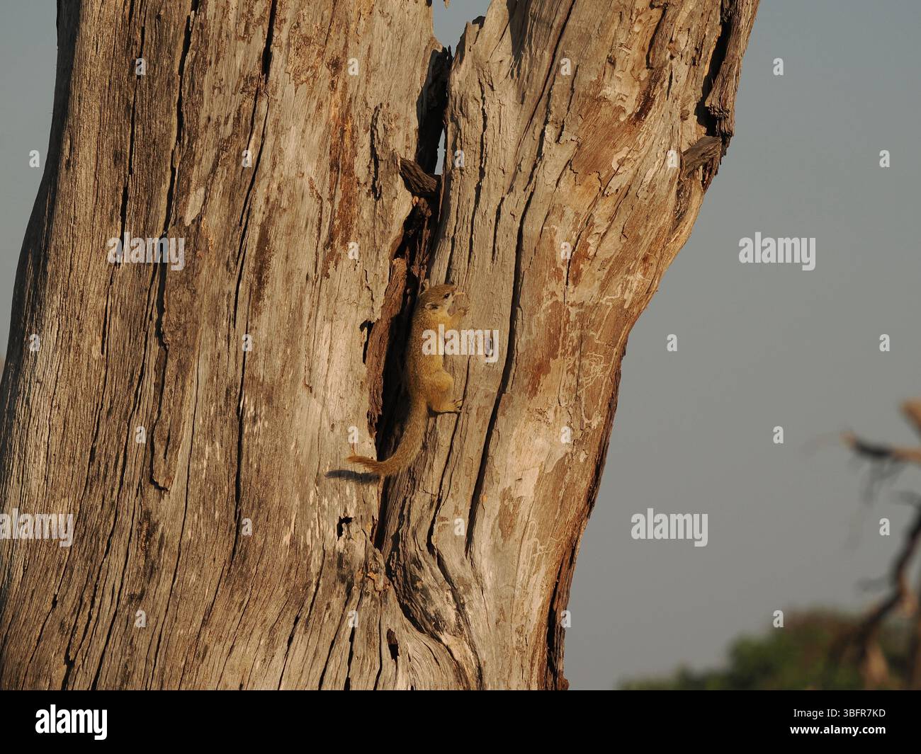 Tree squirrels, (Smith's bush squirrel) are common in the Okavango ...