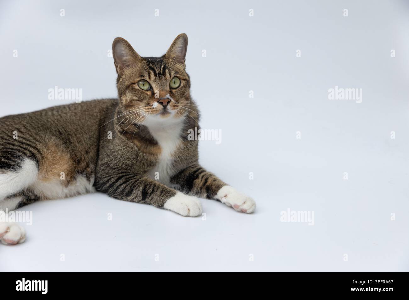 Cat lying on the white floor. Stock Photo
